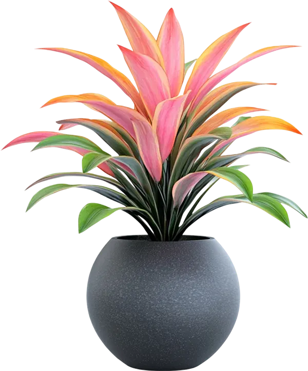 Philodendron 3
