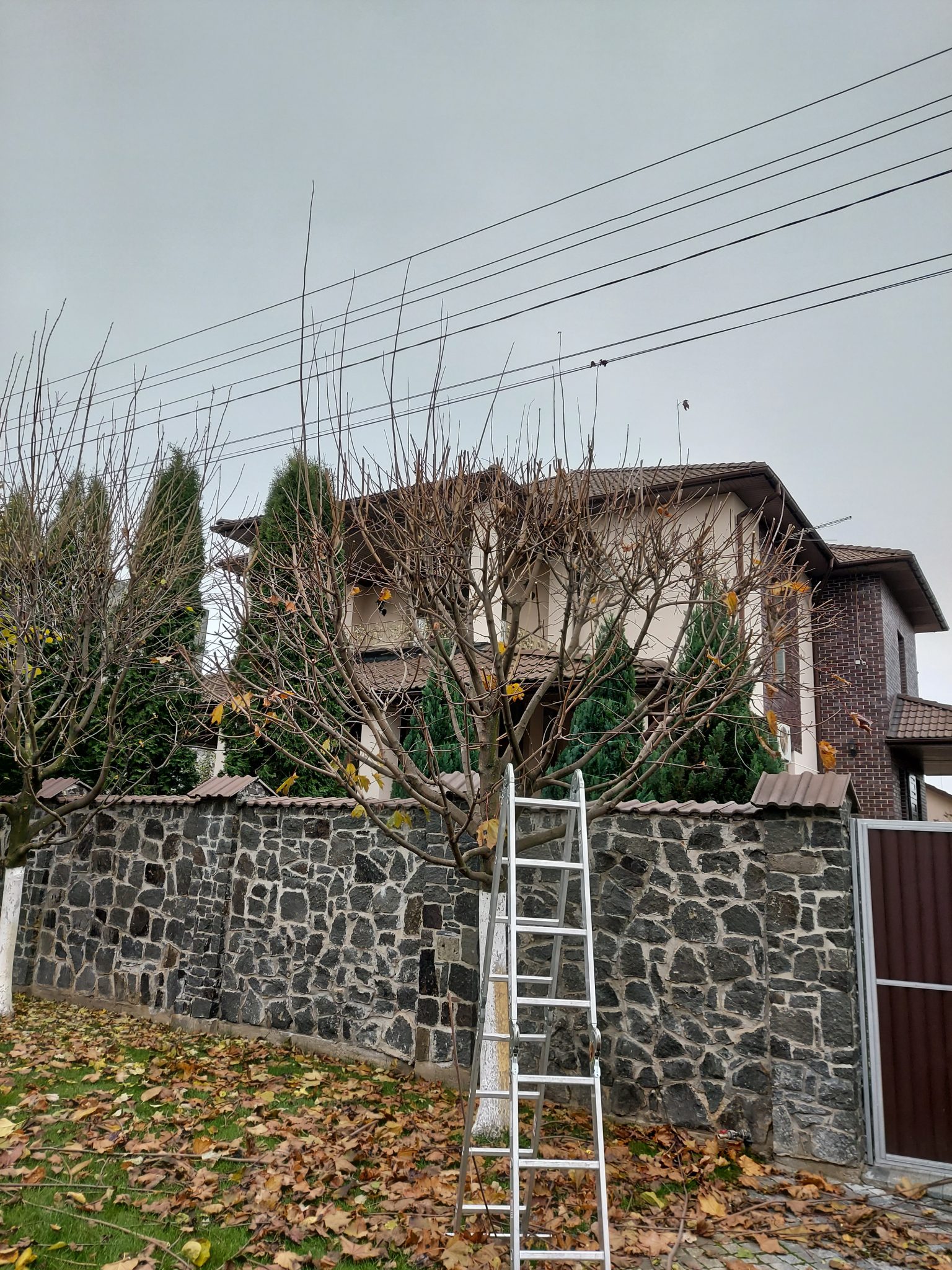 Омолодження дерев